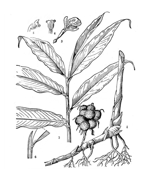 Natural compounds from  Amomum villosum